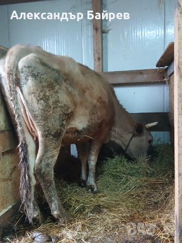 Крави жарсета, снимка 4 - Крави - 53952146