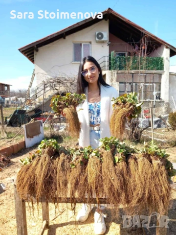 Разсад ягоди