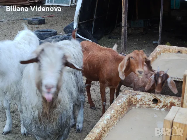 Продавам кози и ярета , снимка 12 - Кози - 55992255