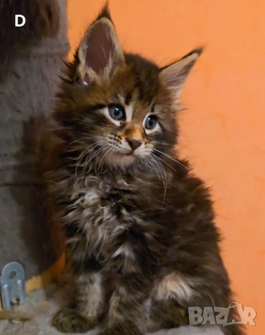 Уникални мейн куун дългокосмести котенца, снимка 10 - Мейн кун - 51780684