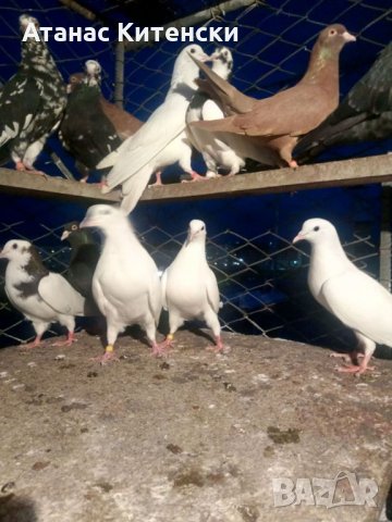Гълъби високолетачи ПАЗАРДЖИШКИ !, снимка 14 - Гълъби - 30137762