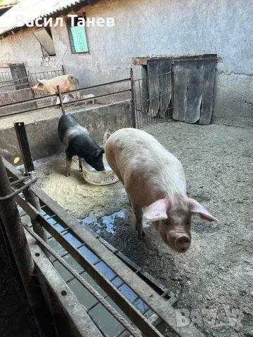 Продавам домашни прасета , снимка 4 - Прасета - 55854783