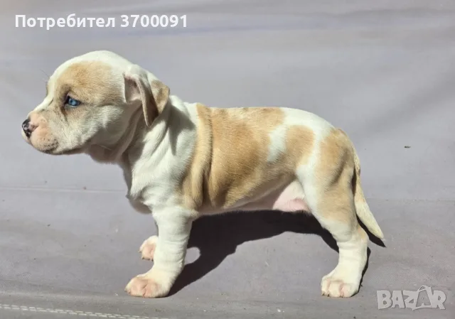 питбул / женско питбулче, снимка 6 - Питбул - 56184265