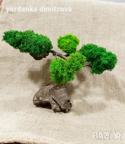 Ексклузивно коледно намаление! Бонсай със скандинавски мъх и естествено дърво., снимка 2 - Декорация за дома - 49704425