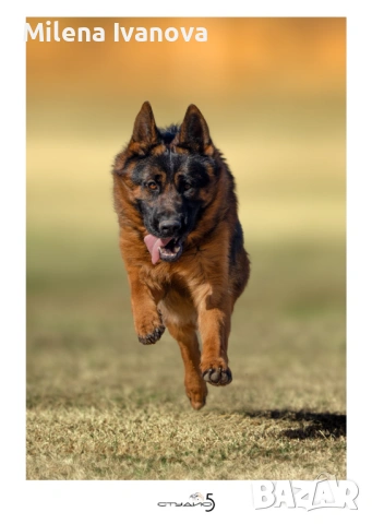 Женски немски овчарки от развъдник , снимка 12 - Немска овчарка - 54111204