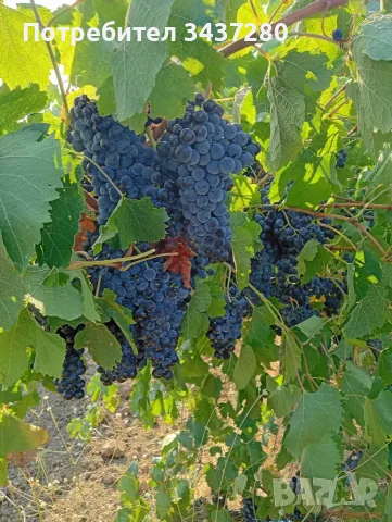 Грозде "Мерло" за вино 🍷, снимка 5 - Разсади - 55978080