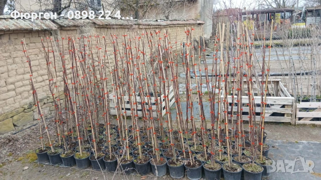 Японски клен - АЦЕР Налични 5 вида Студоустойчиви, снимка 18 - Разсади - 50406492