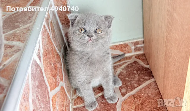 британски котки, снимка 5 - Британска късокосместа - 55963541