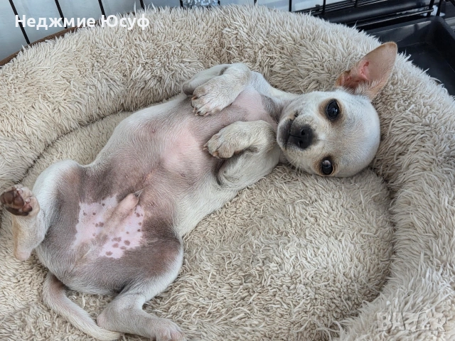 Продавам мъжко чихухуа, снимка 6 - Чихуахуа - 54360118