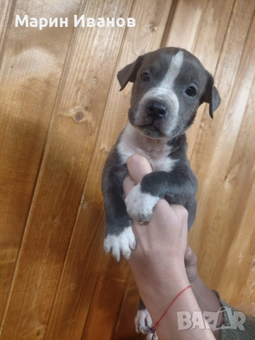 Синьо питбулче, момиченце 