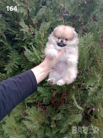 Женски Померани. Реални снимки от 07.12.25 г. , снимка 2 - Померан - 52670254