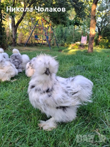 Американски копринки яйца , снимка 2 - Кокошки и пуйки - 54220790