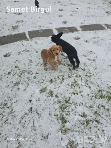 Koker Jenskisa 3 meseca , снимка 2 - Кокер шпаньол - 52924818