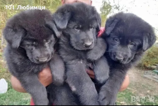 Немски овчарки дългокосмести , снимка 3 - Немска овчарка - 47450278