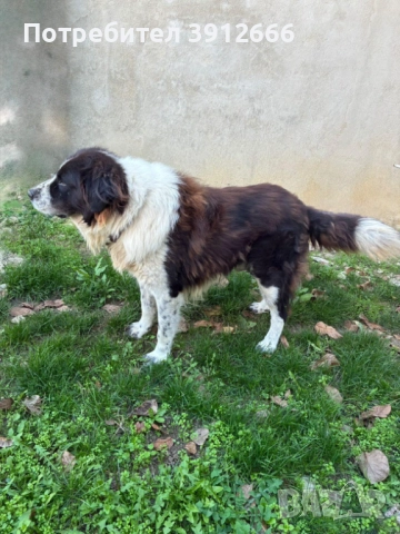 Продавам чистокръвни каракачанаски овчарки , снимка 5 - Каракачанска овчарка - 52393767