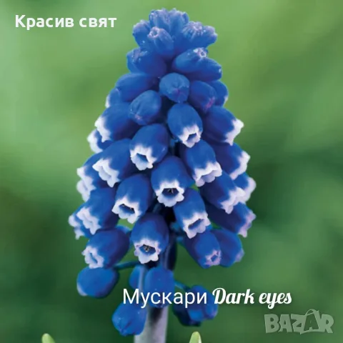 Луковици на 5 сорта мускари