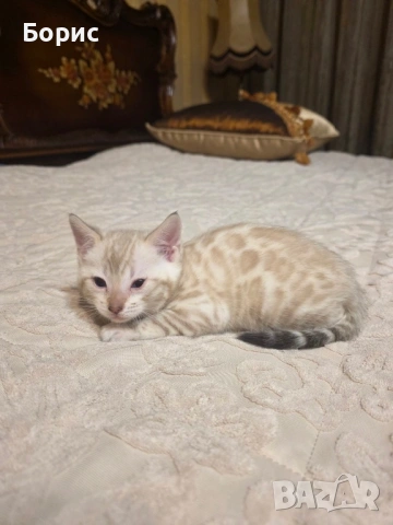 Бенгалско коте, снимка 7 - Бенгалски - 40146006