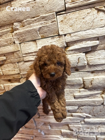 Той Пудел Момче  /Toy Poodle, снимка 2 - Пудели - 53305362