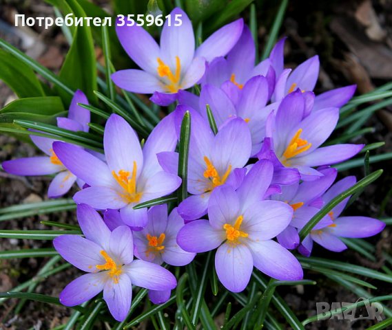 Минзухар Crocus , снимка 1 - Сортови семена и луковици - 39157825