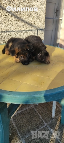 Немски овчарки , снимка 3 - Немска овчарка - 52749354