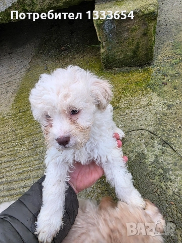 Лагото Романьоло, снимка 2 - Други - 52683367