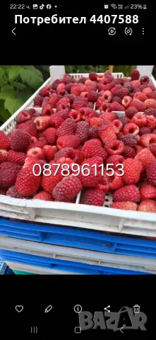 Разсад малини 