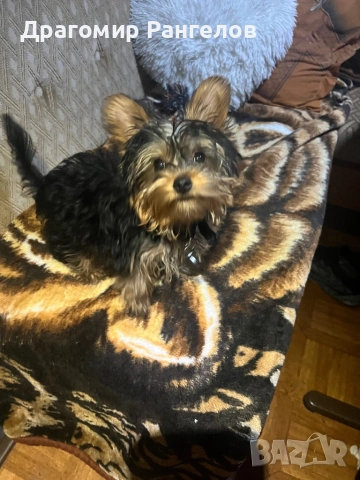 Мини Йорки , снимка 2 - Йоркширски териер - 54026956