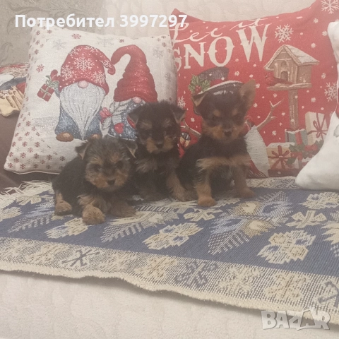 Две женски и едно мъжко с ваксина и обезпаразитени многократно , снимка 3 - Йоркширски териер - 52650860