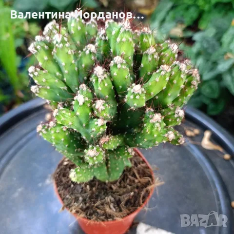 кактус големи растения , снимка 10 - Стайни растения - 56298510