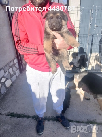 Чистокръвни немски овчарки , снимка 4 - Немска овчарка - 52947702