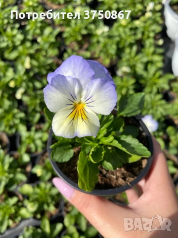 🩷🌿💛 КАСКАДНИ ТЕМЕНУЖКИ , снимка 3 - Градински цветя и растения - 51886340