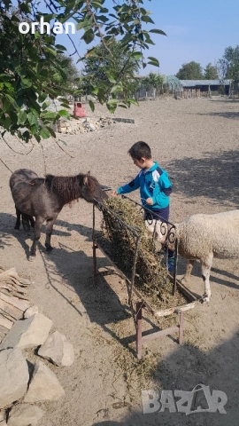 женско пони на 3г ., снимка 3 - Коне - 52238740