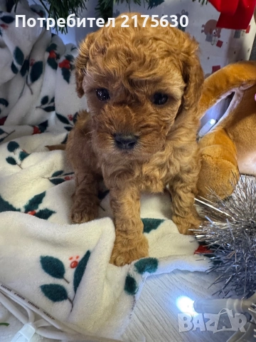 Той пудел/ Toy poodle, снимка 4 - Пудели - 52907853