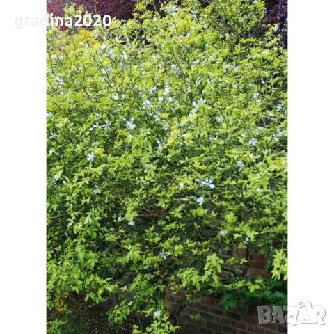 Poncirus trifoliata / Див лимон, снимка 6 - Разсади - 37305233