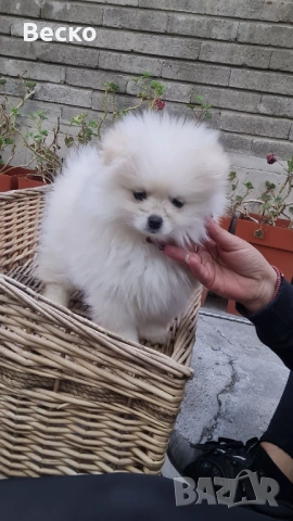 Померан мини женско , снимка 3 - Померан - 54255864