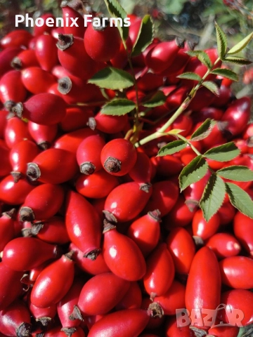 Пресни Рапани, Шипки, Билков Мед, пелин, снимка 15 - Домашни продукти - 51942912