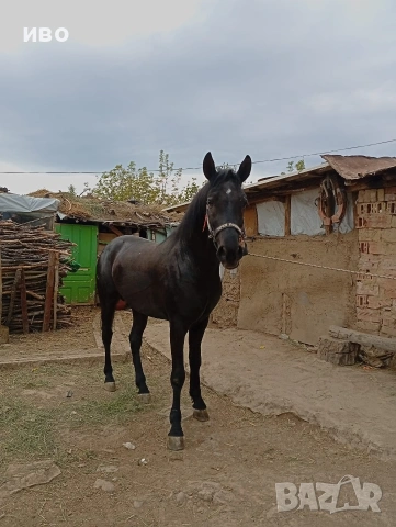 мъжко конче две годишно , снимка 2 - Коне - 54357359
