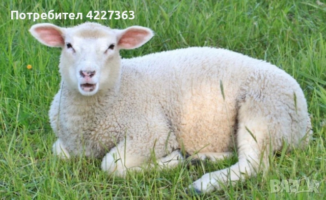 Продажба на домашни агнета от ферма