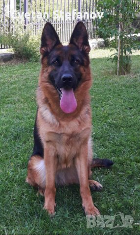 Немска овчарка, снимка 2 - Немска овчарка - 35397071