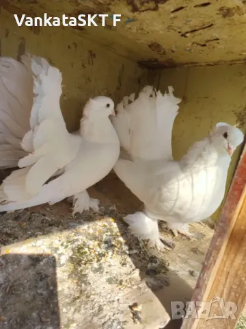 Индийски Фенерлий, снимка 1