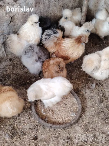 Продавам яйца за лупене. , снимка 4 - други­ - 56061732