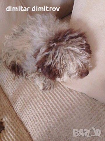 лагото романьоло , снимка 18 - Други - 52431390