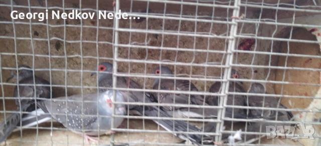 Продавам диамантени гугутки, снимка 7 - други­ - 52755830