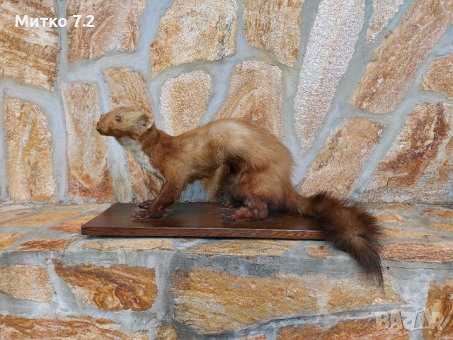 Препарирана белка, снимка 5 - Други - 37283951