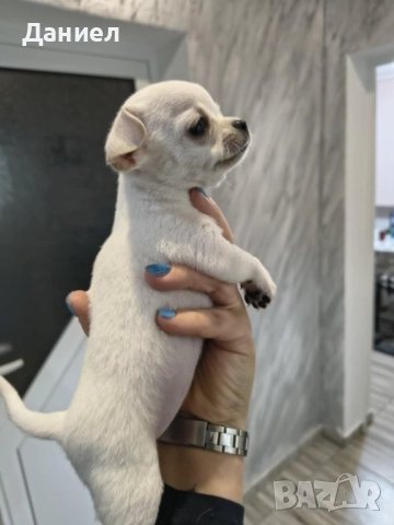 Чихуахуа момиче