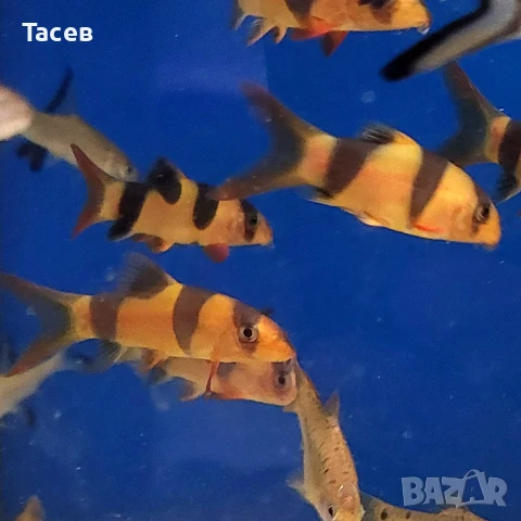 Боция макраканта 5-6см