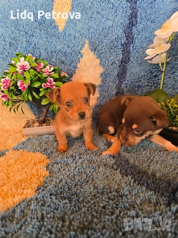 мини чихо пинчери