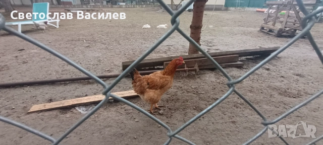 Продавам зайци, петли и патици за консумация + декоративно козле