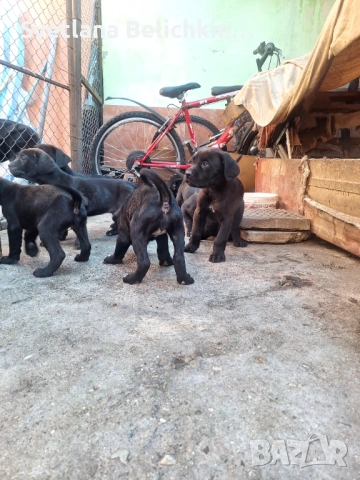 Продавам Кане Корсо, снимка 9 - Кане корсо - 54278276