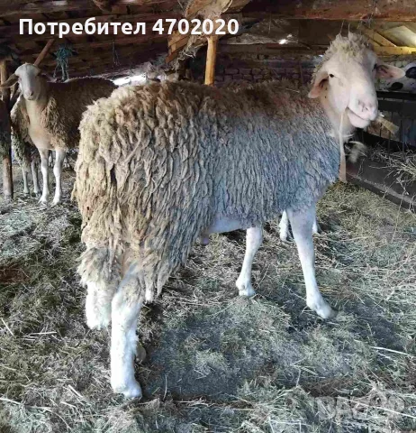 Продавам Шилета и Коч, снимка 2 - Овце - 56549901